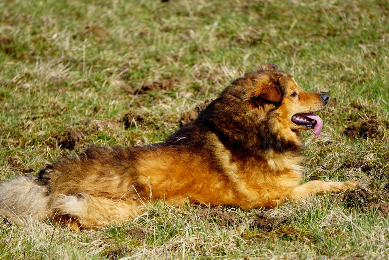 Sony a6000 sample photo. West woods kuhhund, pet photography