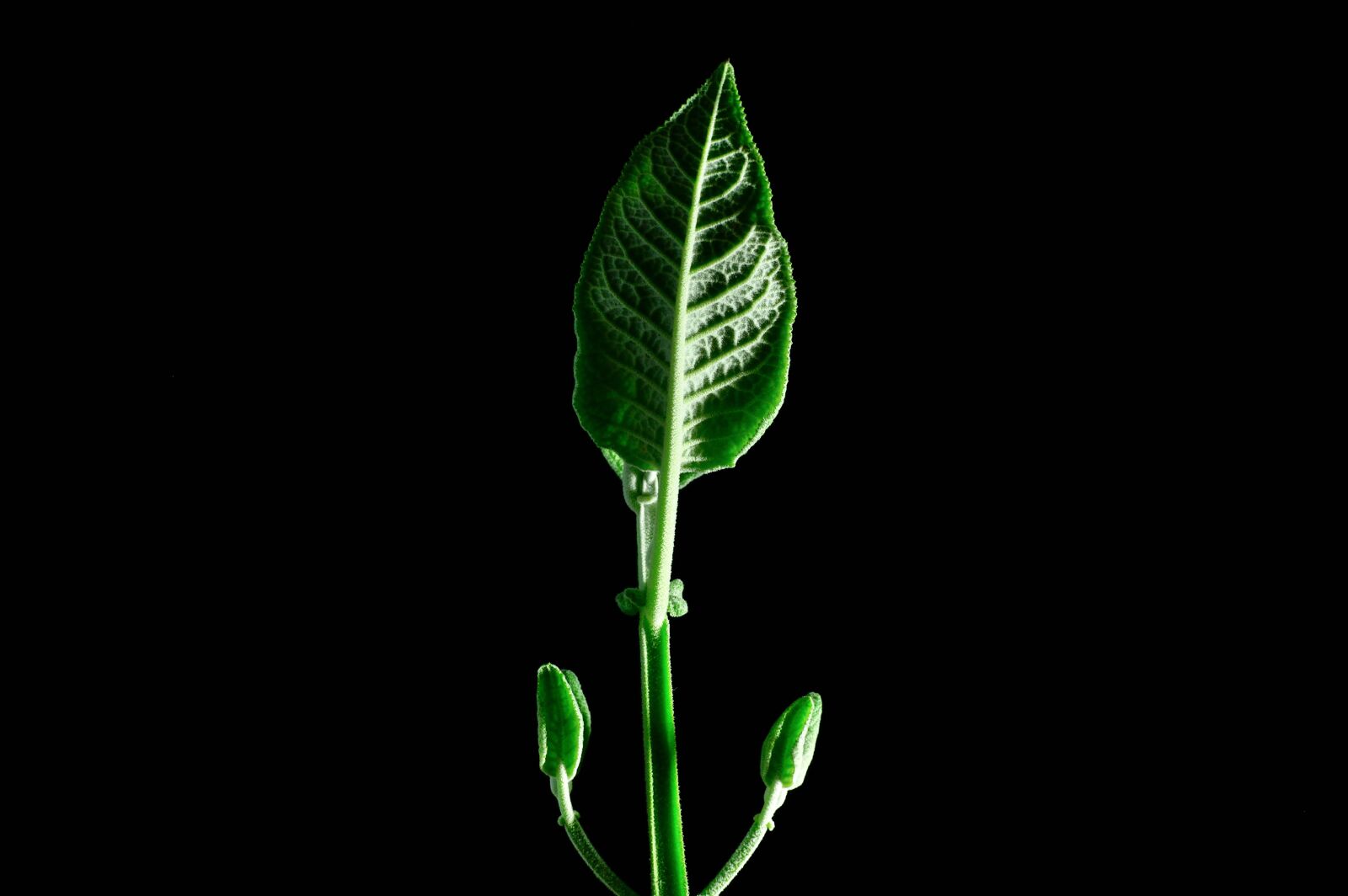 Nikon D3200 sample photo. Green, nature, plant photography