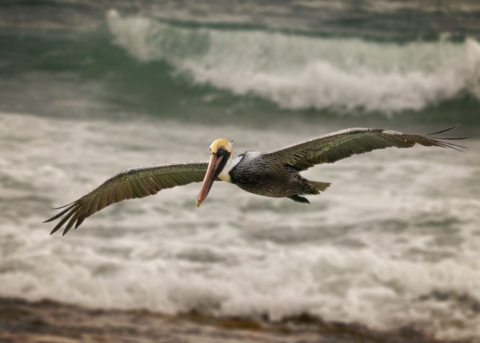 Canon EOS 800D (EOS Rebel T7i / EOS Kiss X9i) sample photo. Bird, ocean, flying in photography