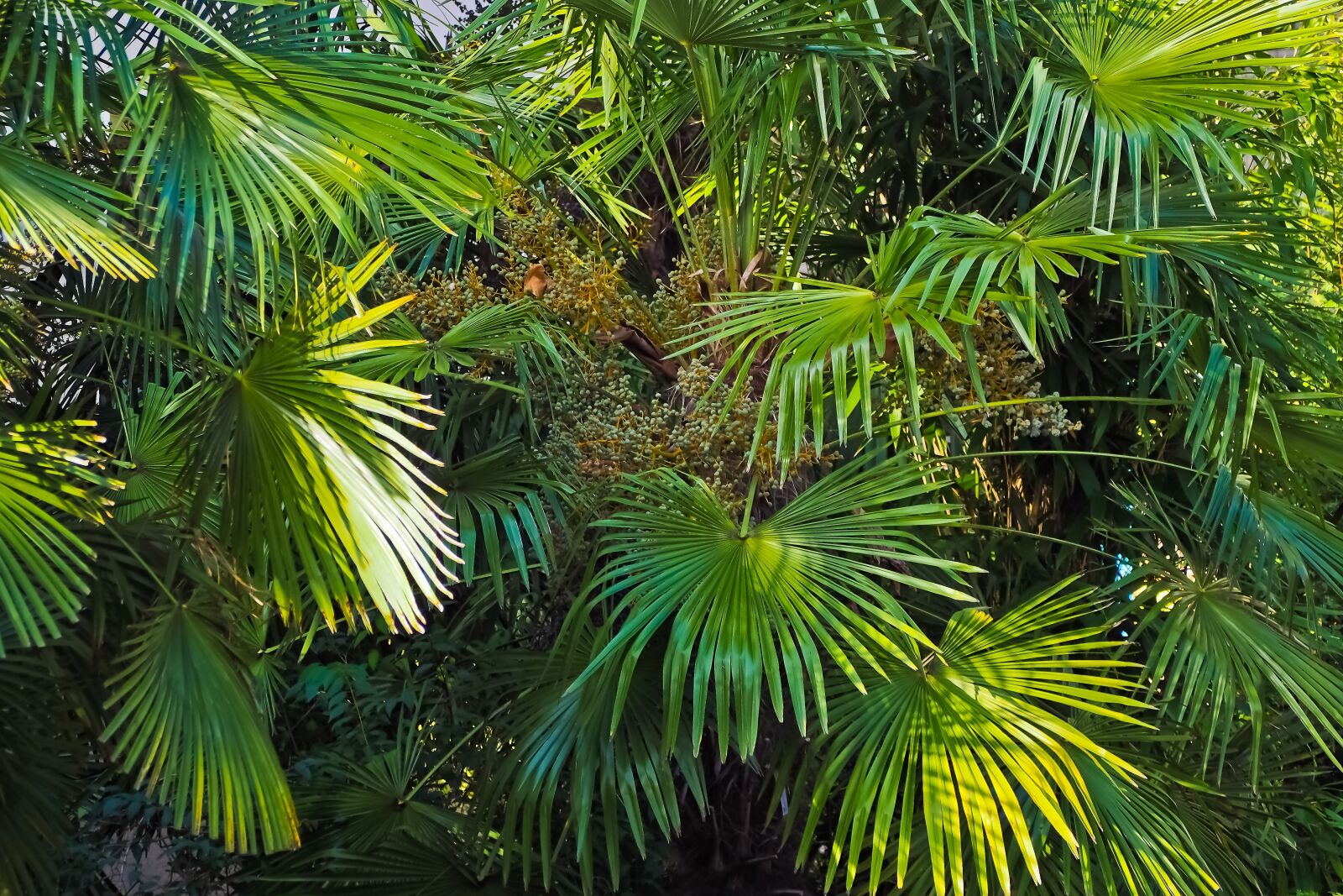 Olympus OM-D E-M10 sample photo. Palm trees, jungle, nature photography