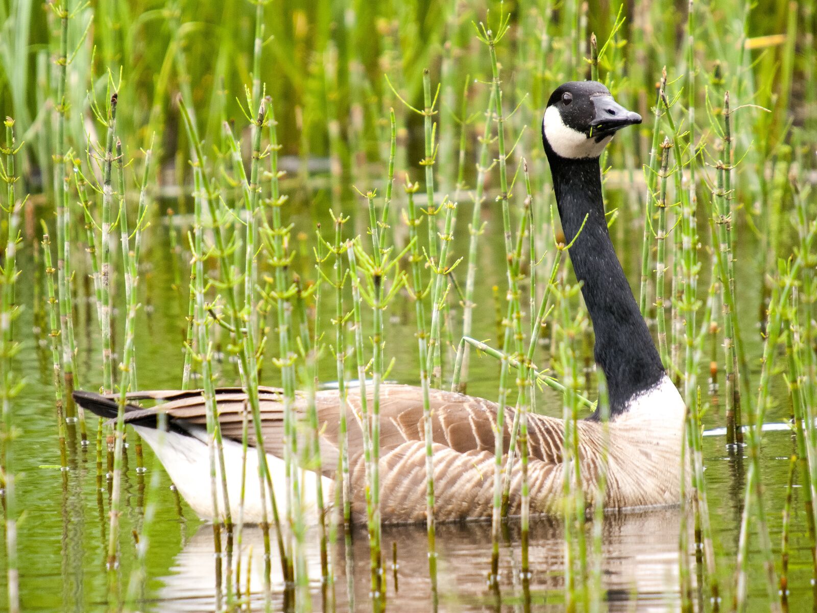 Olympus E-3 sample photo. Canada goose, goose, water photography