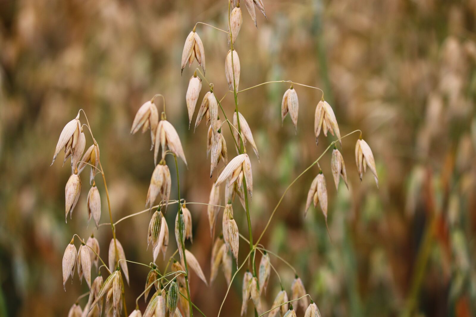 Canon EOS 200D (EOS Rebel SL2 / EOS Kiss X9) sample photo. Oats, spike, grains photography
