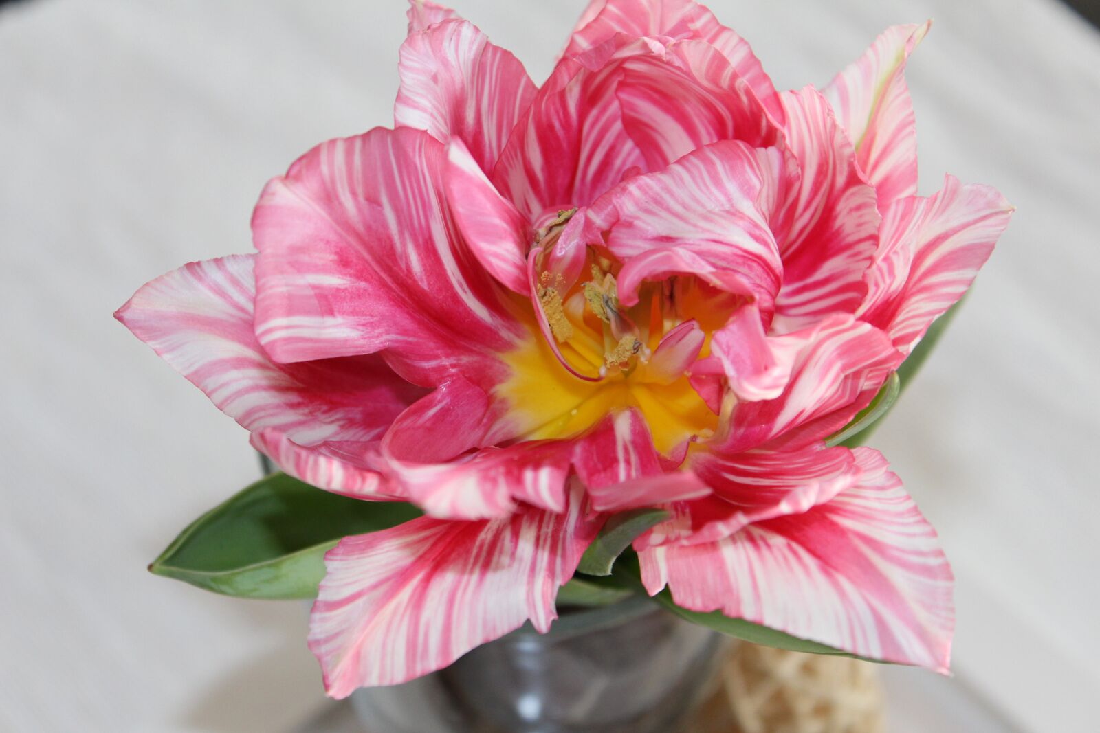 Canon EOS 650D (EOS Rebel T4i / EOS Kiss X6i) sample photo. Tulips, flower, table decorations photography