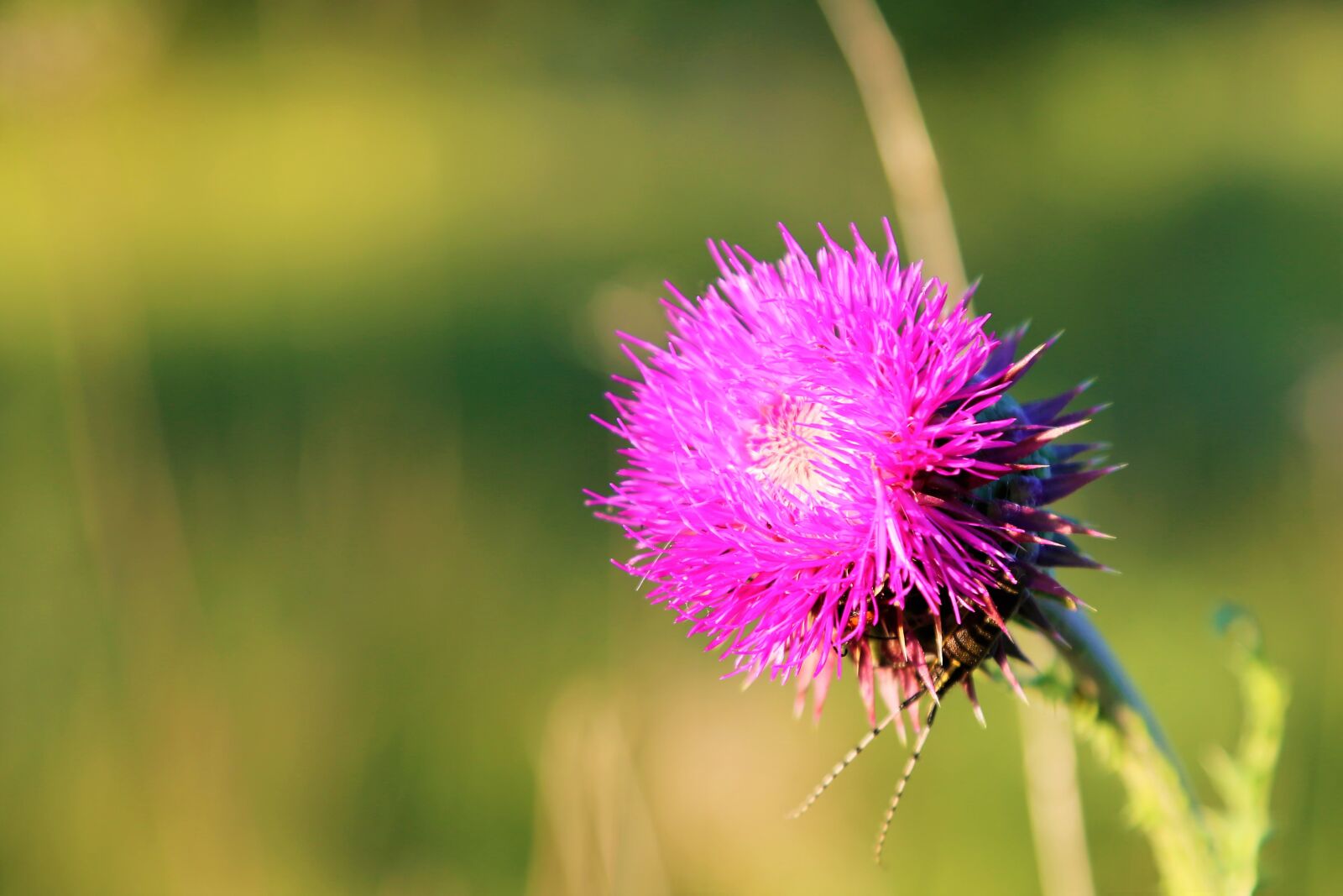 Canon EF 24-105mm F4L IS USM sample photo. Flower, dea, pink photography