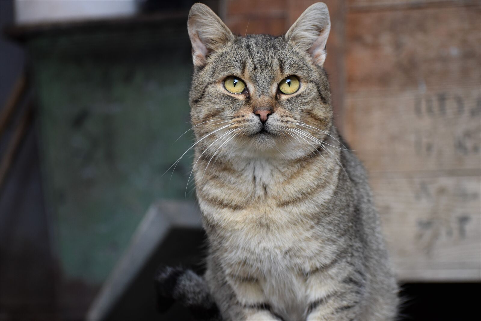 Nikon D3500 sample photo. Cat, tomcat, portrait photography