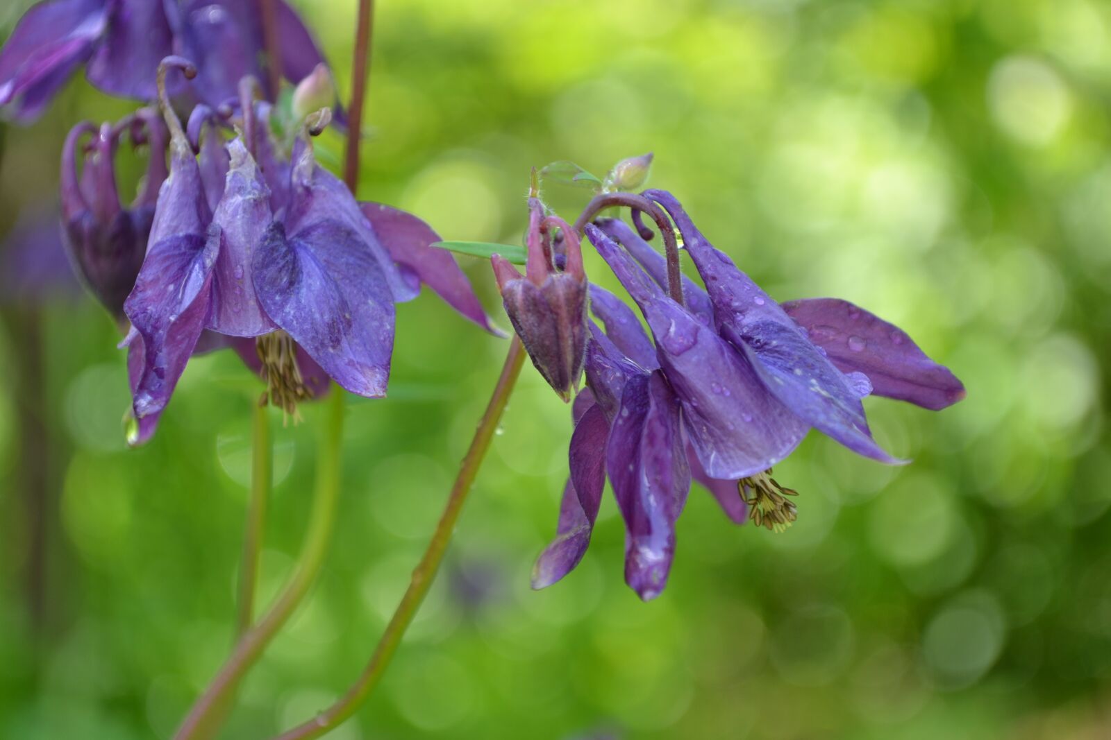 Nikon D3100 sample photo. Flower, purple, bloom photography