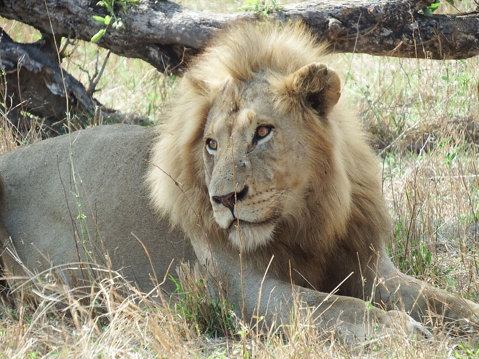 Fujifilm FinePix S1 sample photo. Lion, safari, wildlife photography