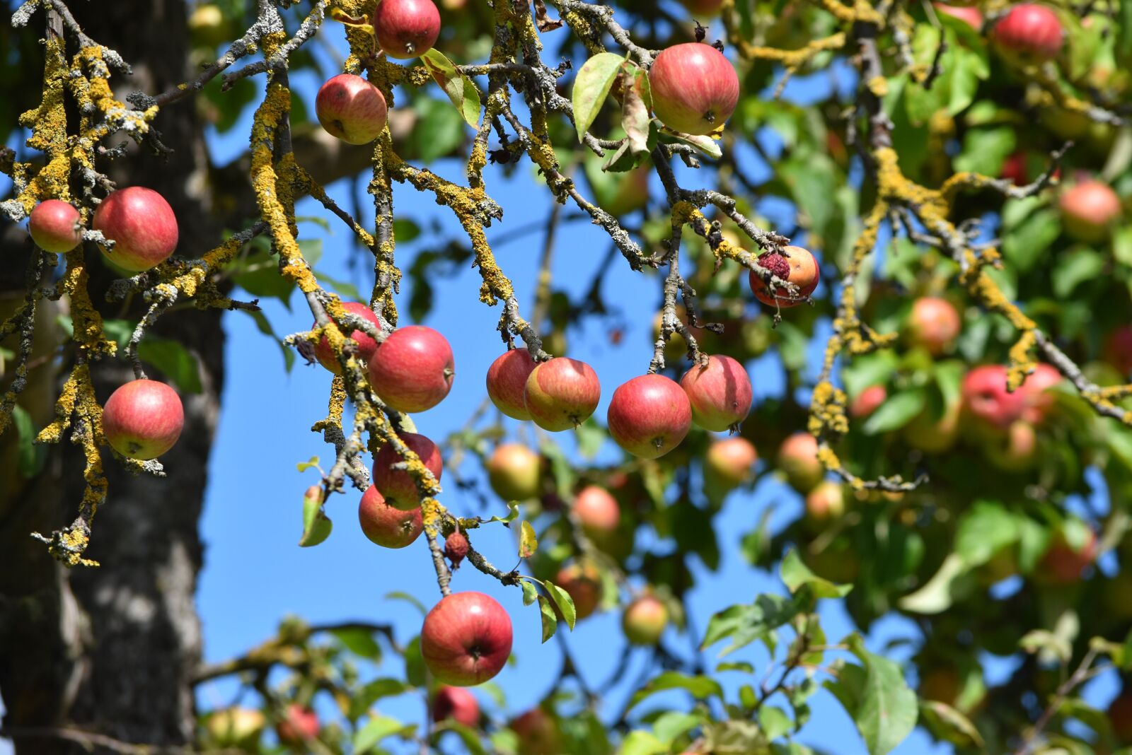 Nikon D5500 sample photo. Apples, fruits, tree photography