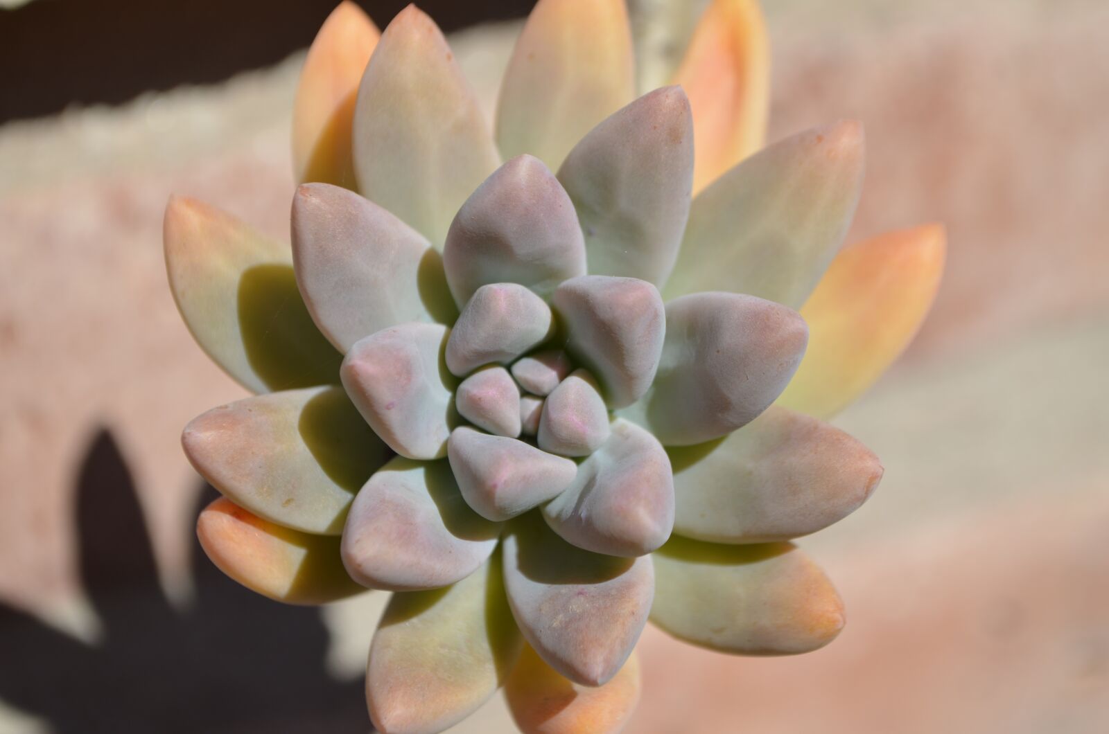 Nikon D5100 sample photo. Succulent, orange, violet photography