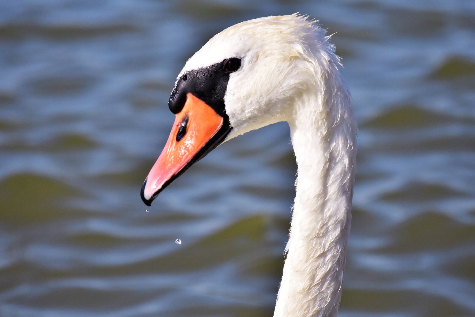 Nikon D7200 sample photo. Swan, lake, white photography