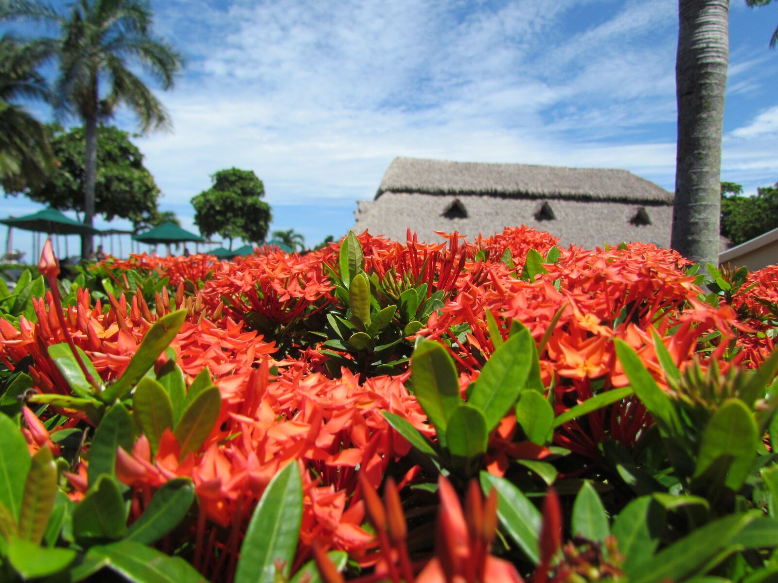 Canon PowerShot SX30 IS sample photo. Hotel, beach, palms photography