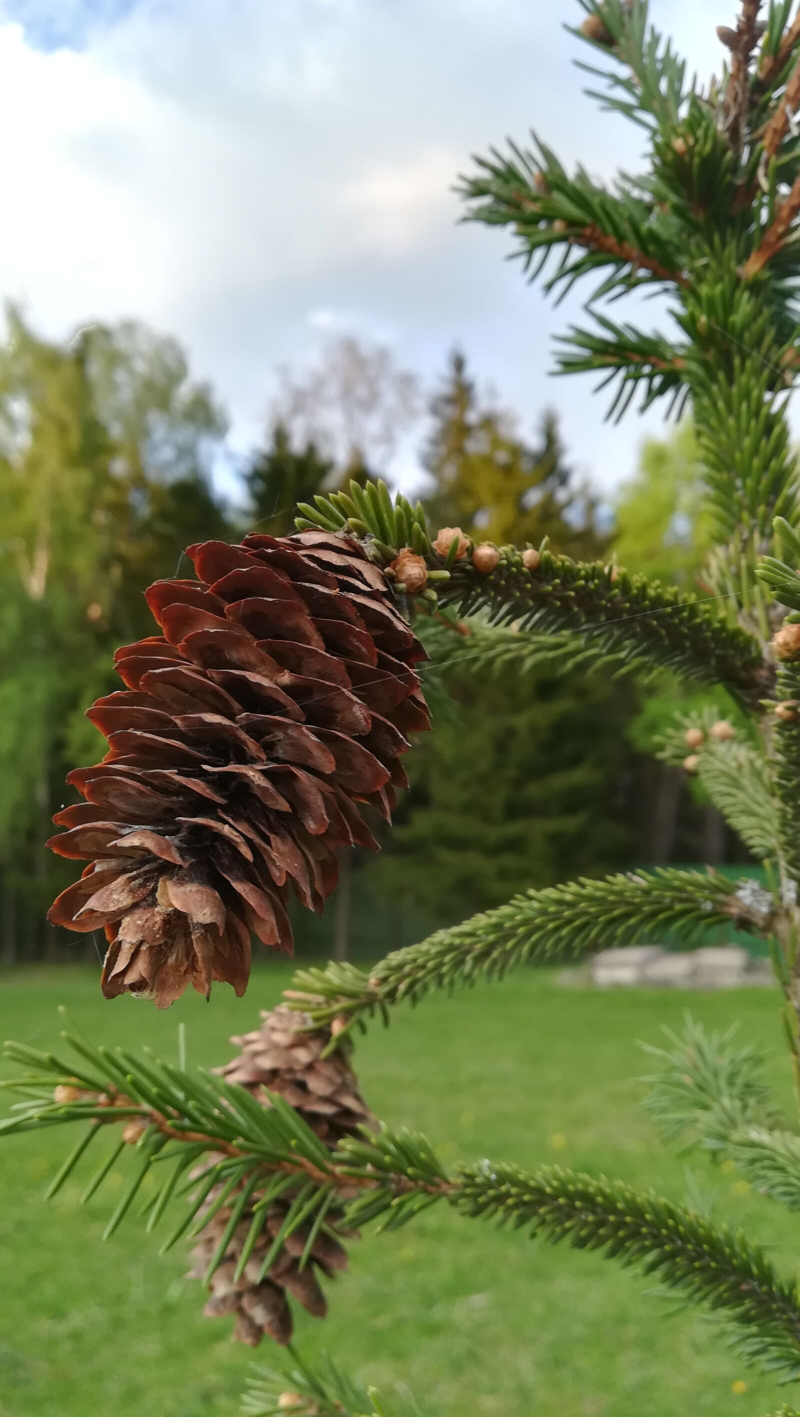 HUAWEI PRA-LX1 sample photo. Pine cone, tree, spruce photography