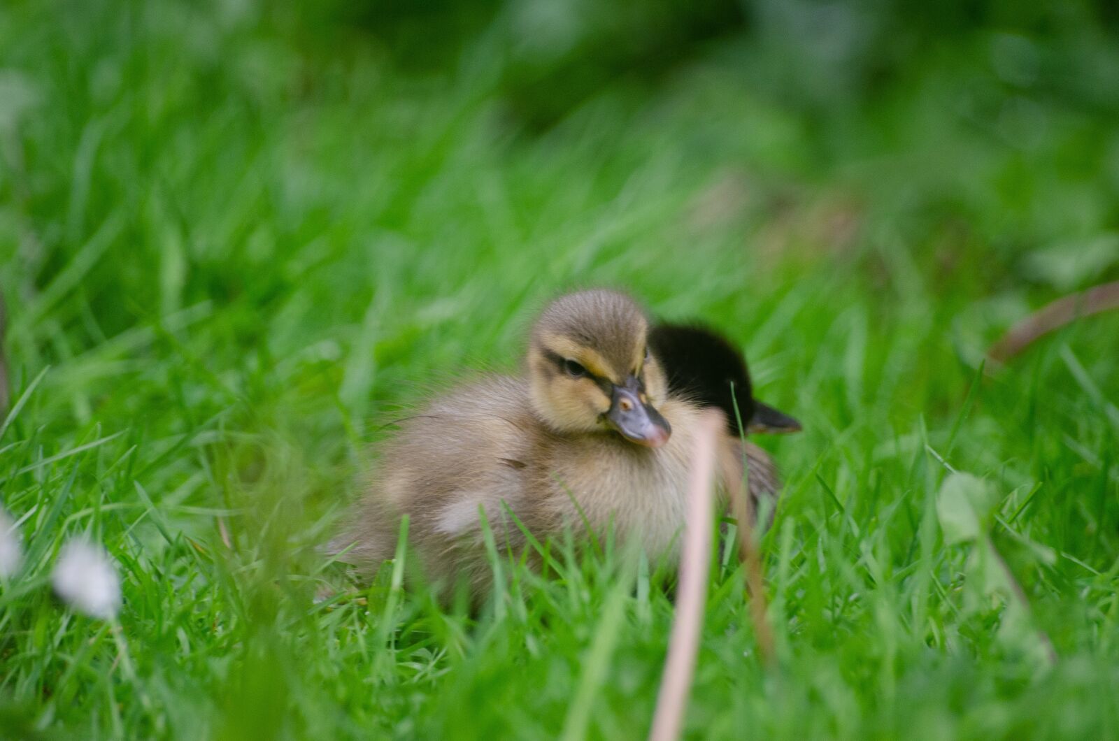 Nikon D7000 sample photo. Duckling, baby, duck photography