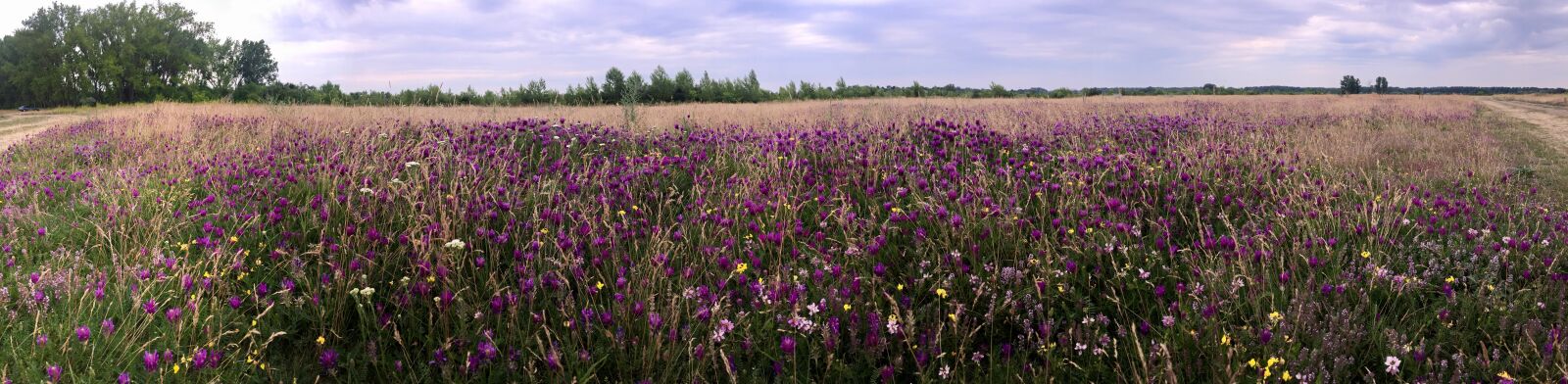 iPhone 6 back camera 4.15mm f/2.2 sample photo. Flower, meadow, flowers, meadow photography