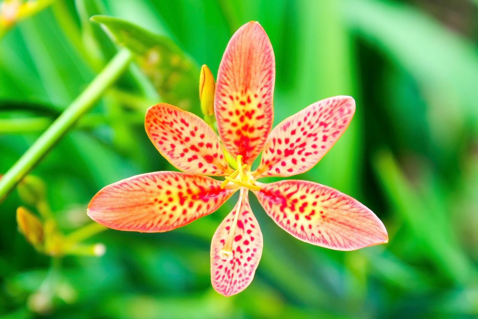 Nikon D610 sample photo. Flower with green leaves photography