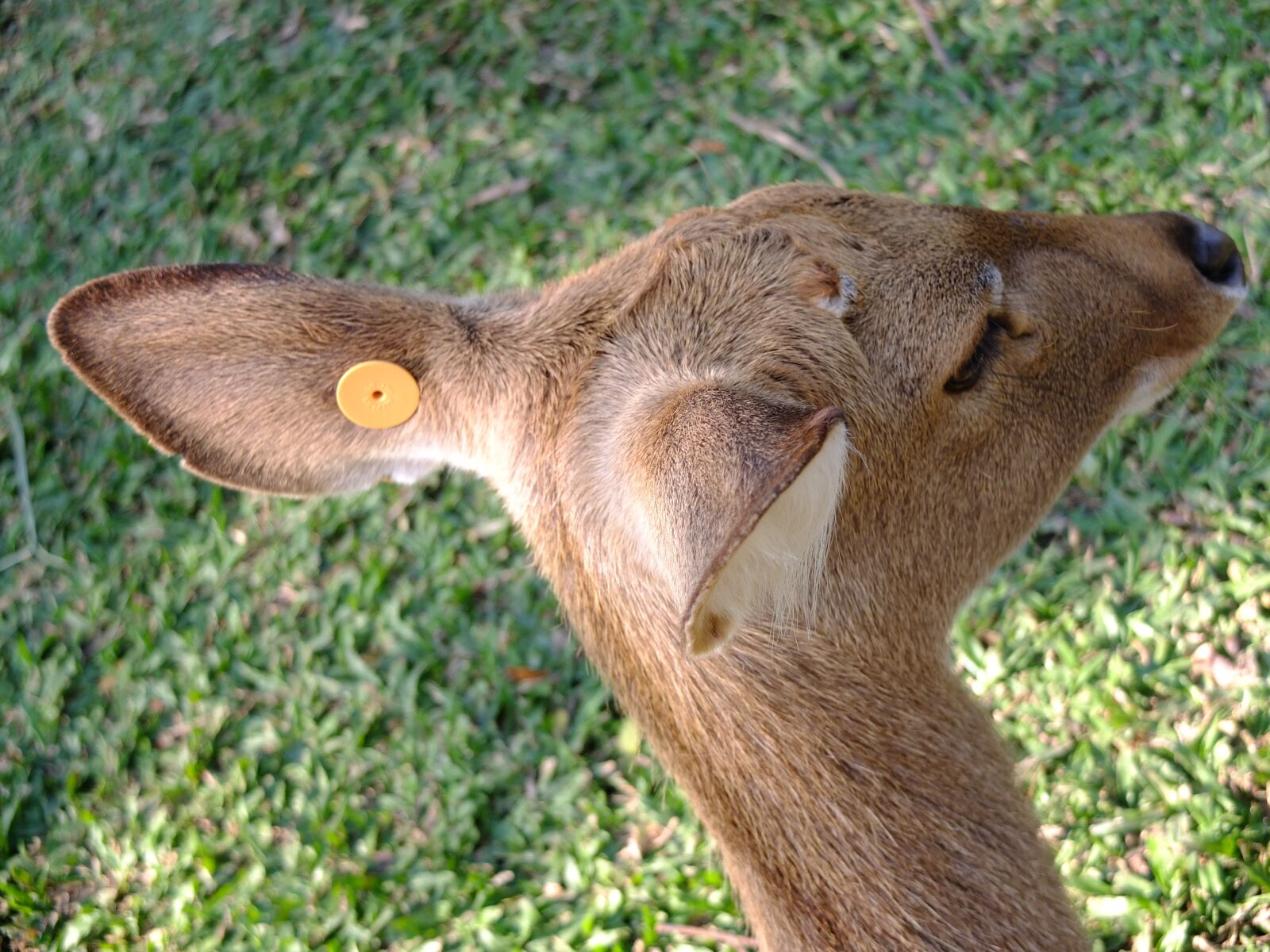 Fujifilm X10 sample photo. Ear, deer, beast photography