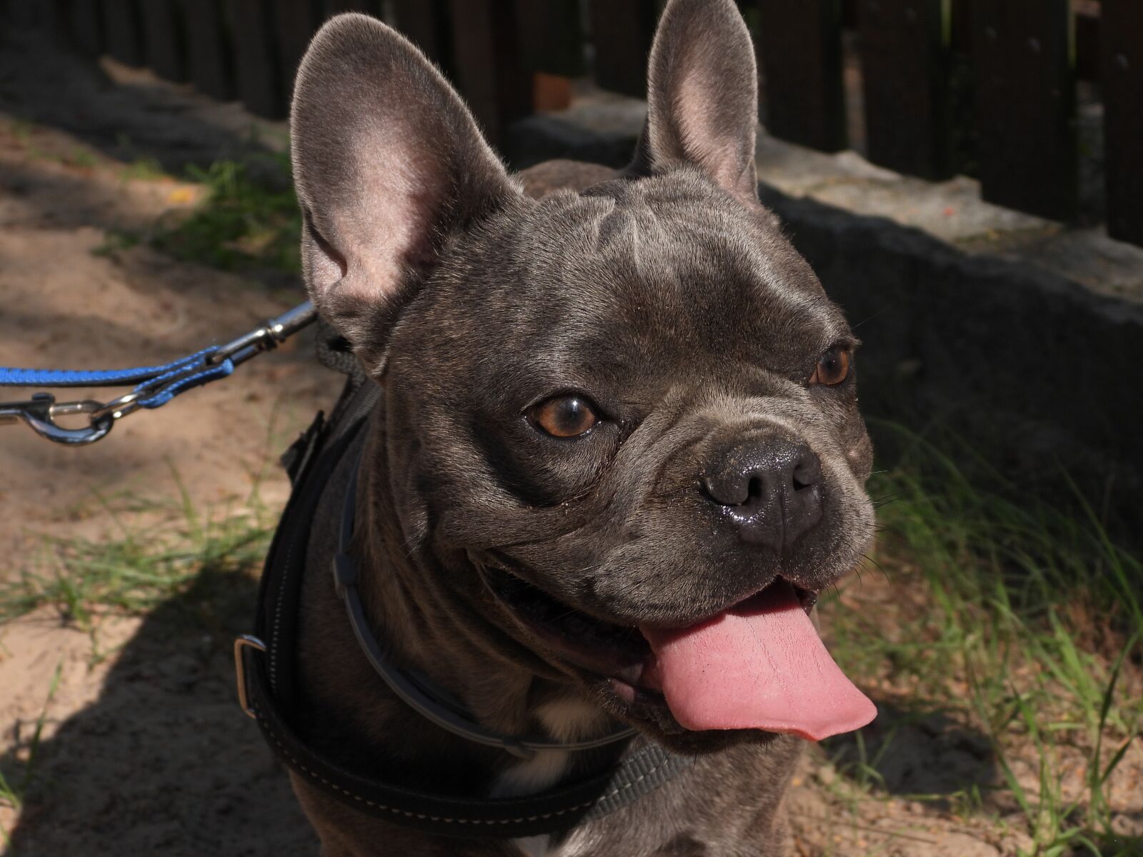 Nikon Coolpix P1000 sample photo. French bulldog, dog, mammal photography