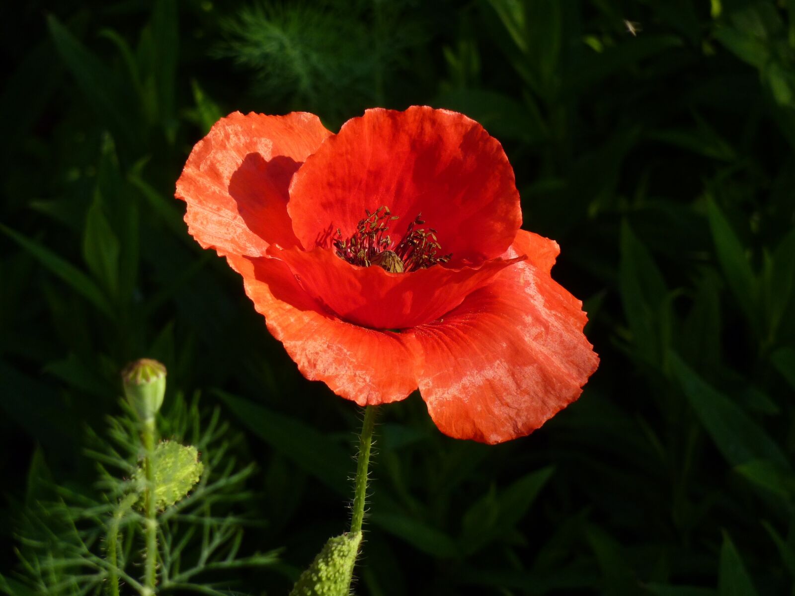 Panasonic DMC-TZ7 sample photo. Flowers, irina, nature photography