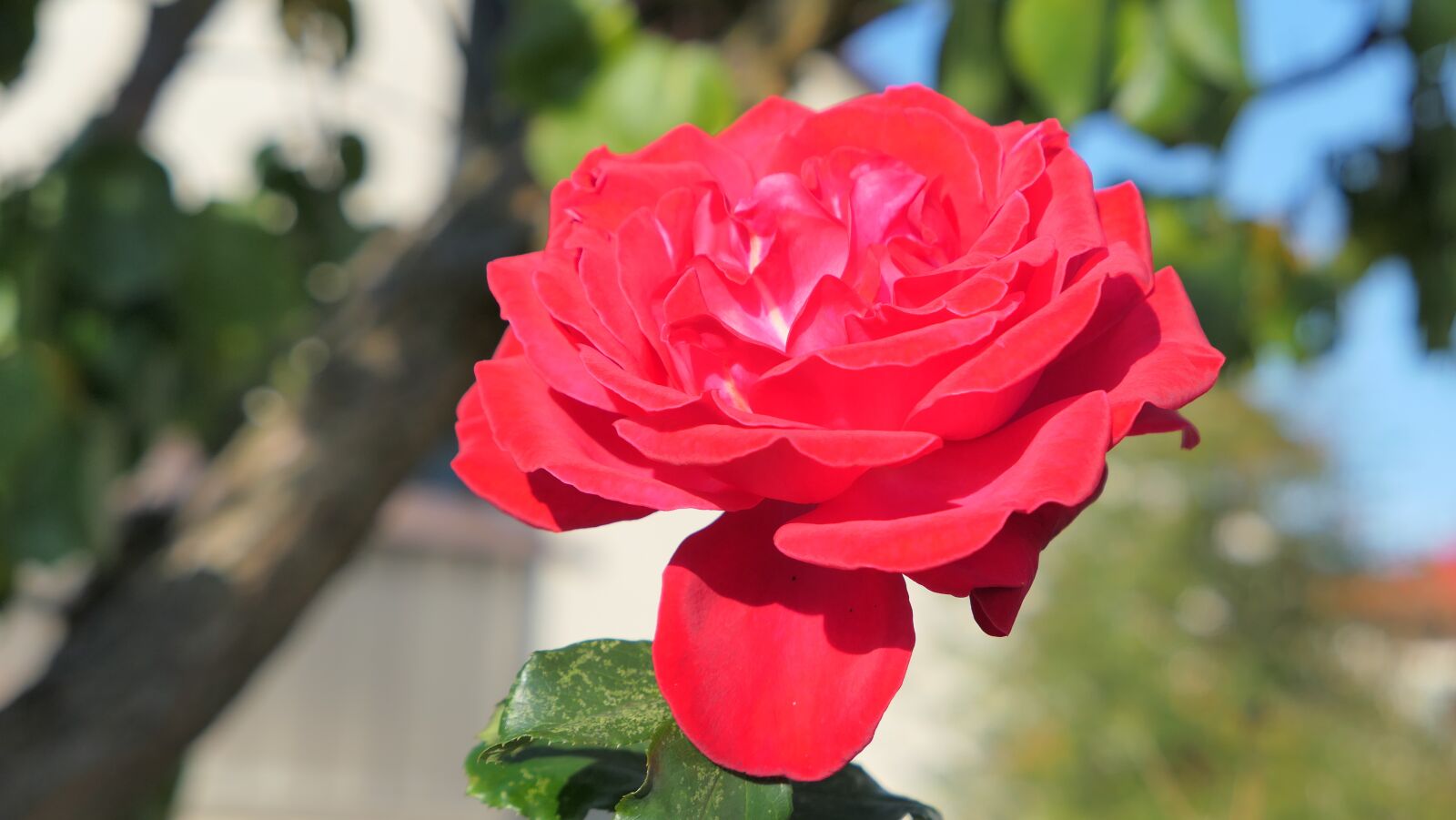 Panasonic Lumix DMC-LX10 (Lumix DMC-LX15) sample photo. Rose, red, flower photography
