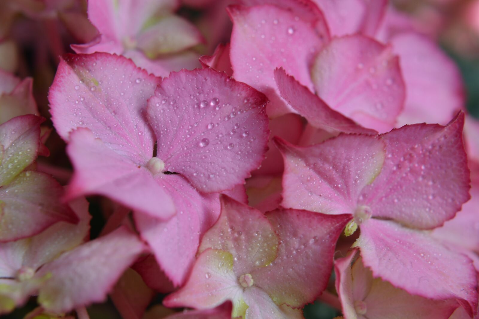 Nikon D7100 sample photo. Flower, nature, plant photography