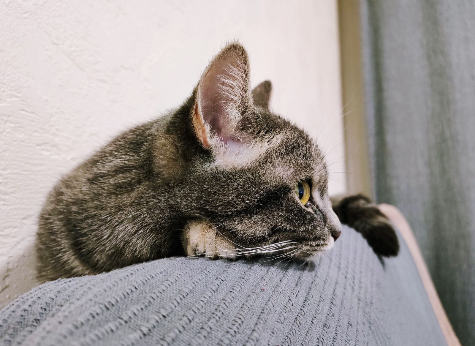 Xiaomi MI 9 sample photo. Cat, animal, eyes photography