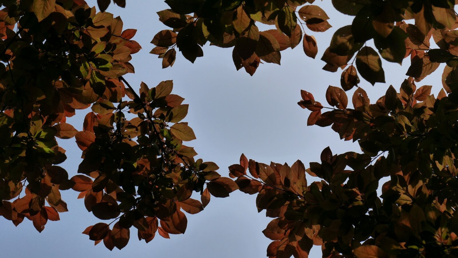 Panasonic Lumix DMC-GF7 sample photo. Leaves, sky, leaf photography