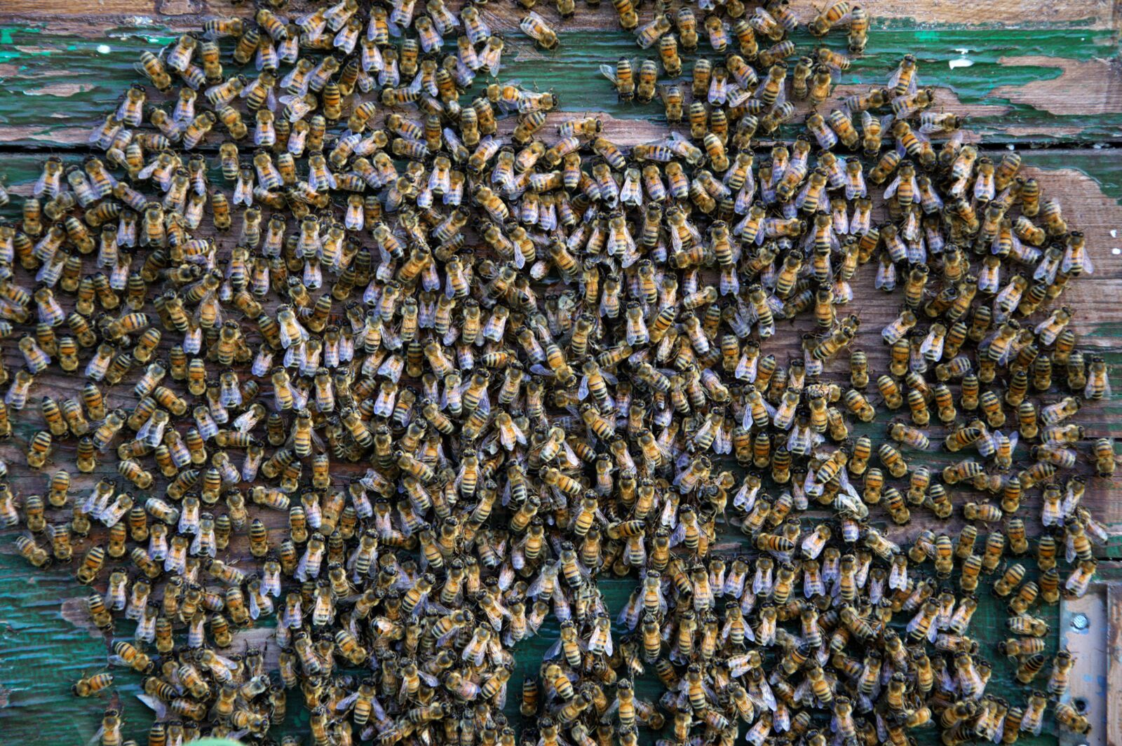 Nikon D3200 sample photo. Api, the hive, hive photography