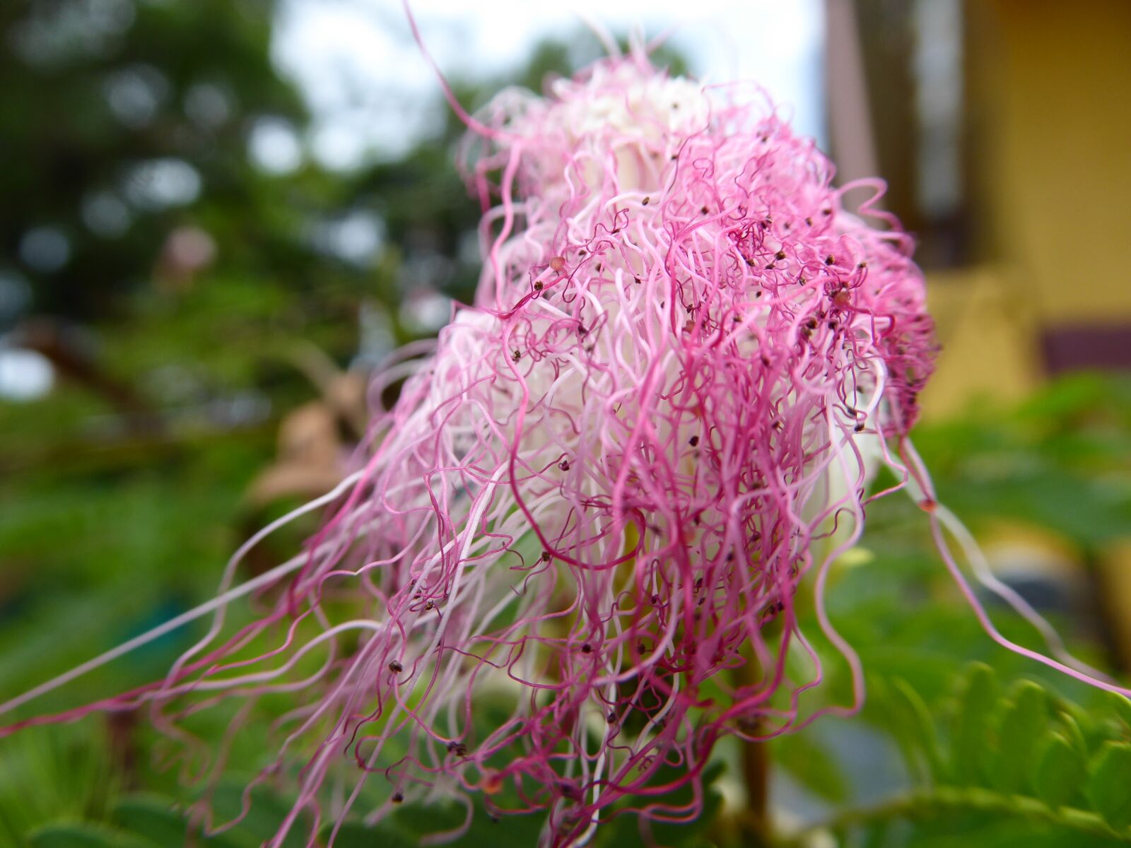 Panasonic Lumix DMC-ZS50 (Lumix DMC-TZ70) sample photo. Flower, white, pink photography
