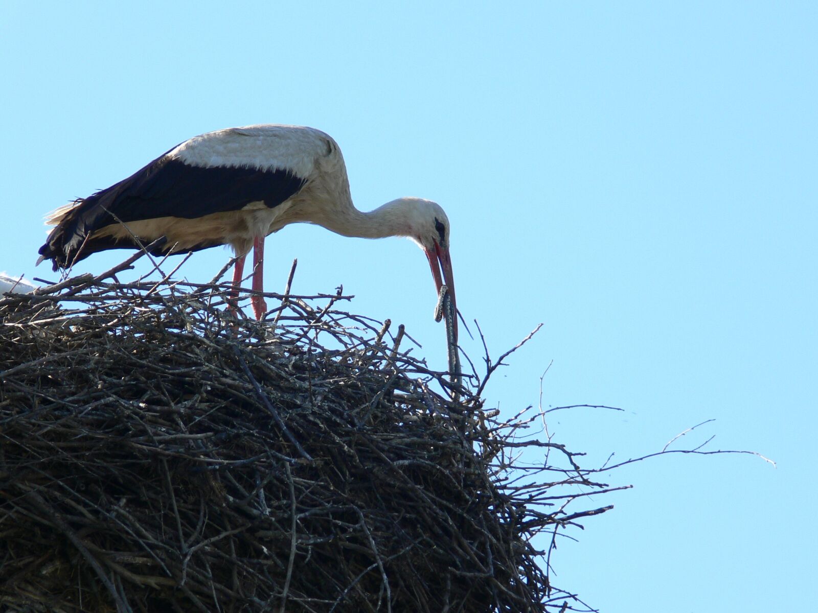 Panasonic DMC-FZ30 sample photo. Stork, viper, meal photography