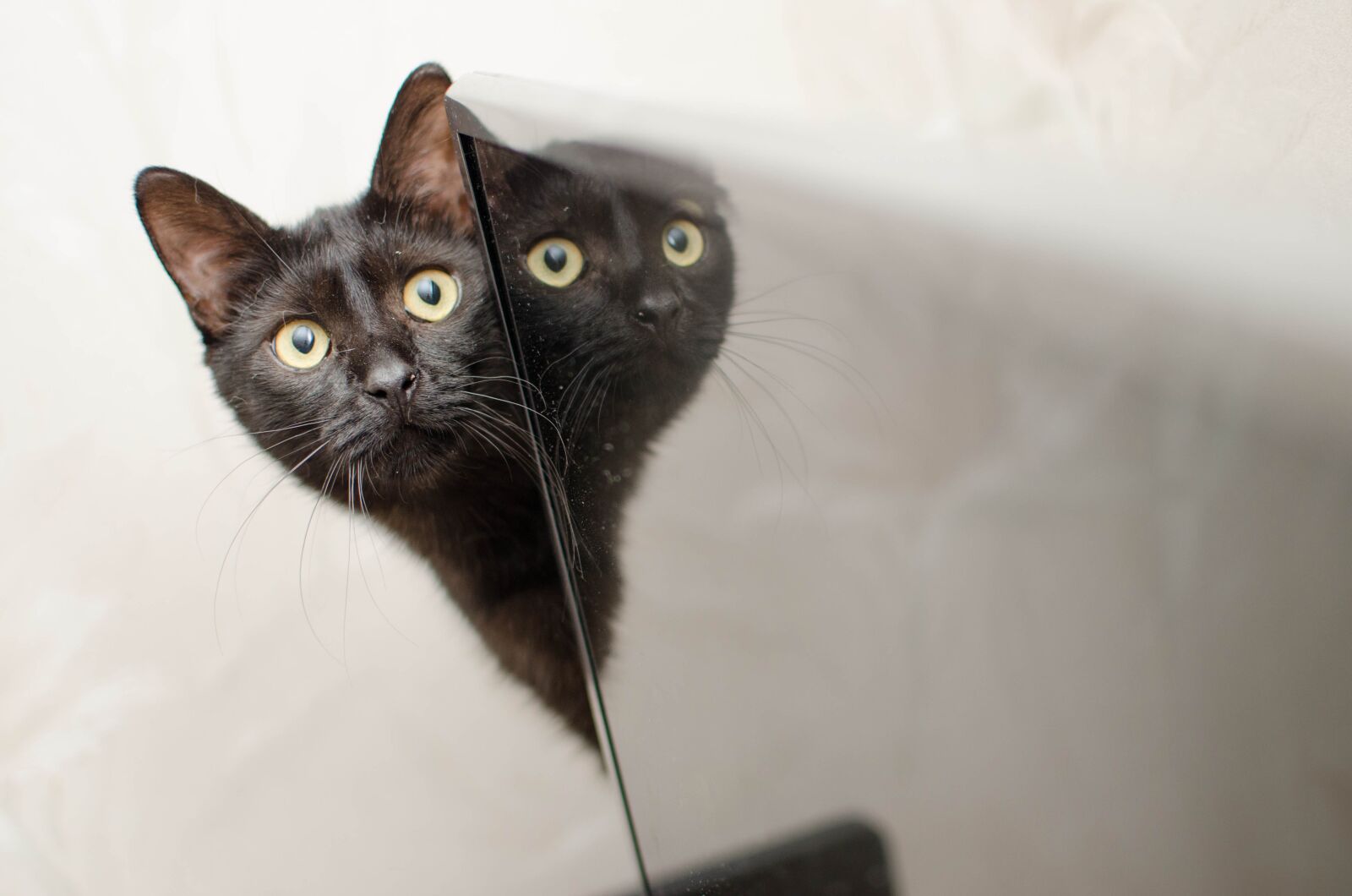 Nikon D7000 sample photo. Cat, black cat, domestic photography