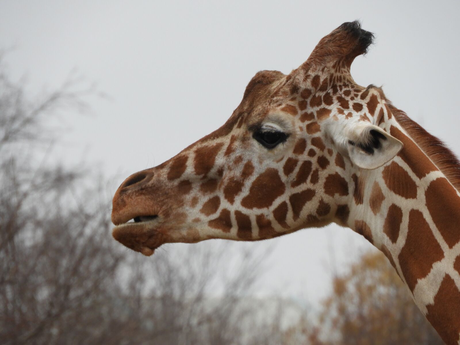Nikon Coolpix B700 sample photo. Giraffe, zoo, head photography