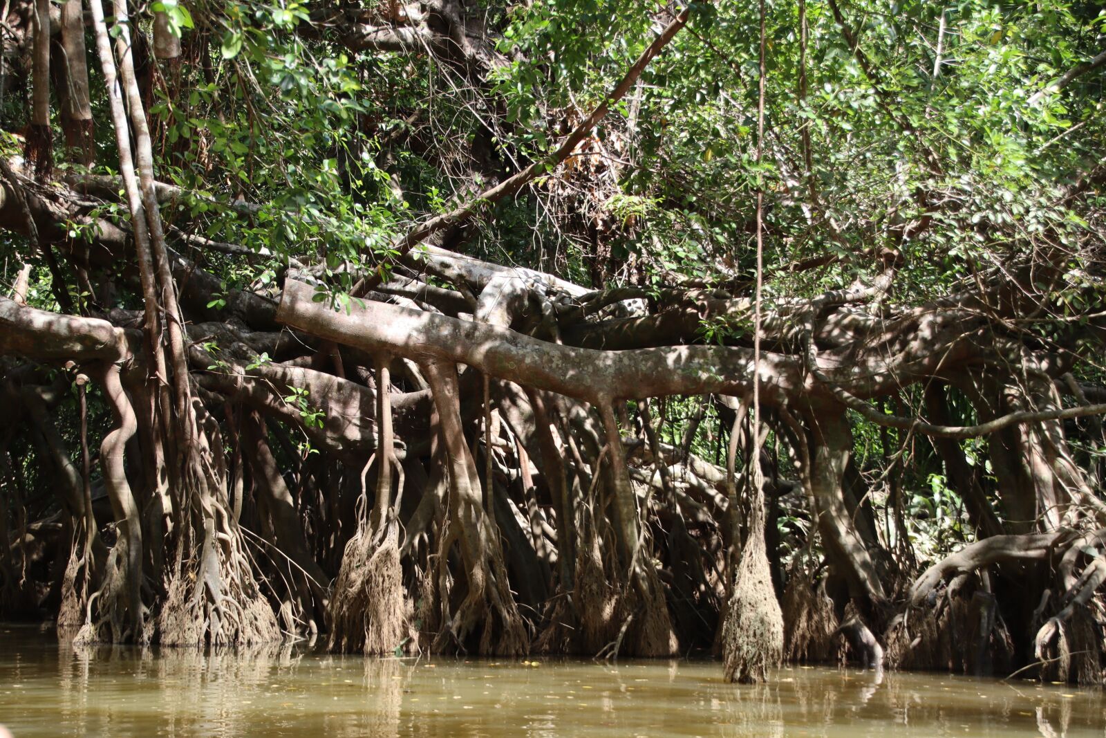 Canon EOS M50 (EOS Kiss M) sample photo. Mangroves, river, forest photography