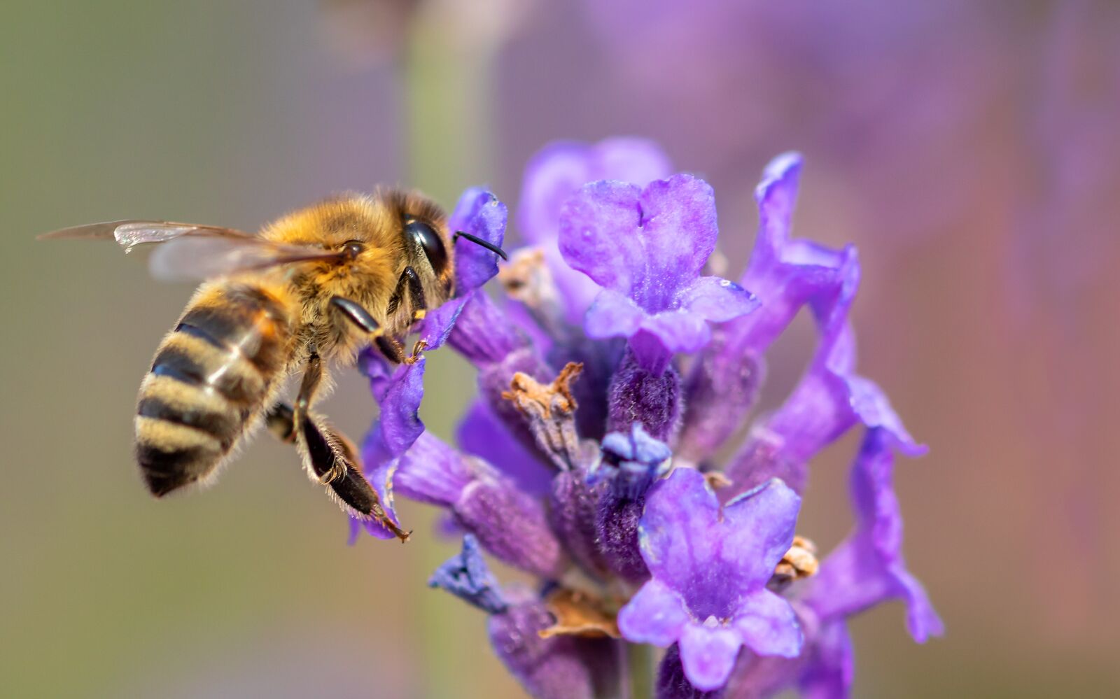 Canon EOS 750D (EOS Rebel T6i / EOS Kiss X8i) sample photo. Bee, honey bee, insect photography