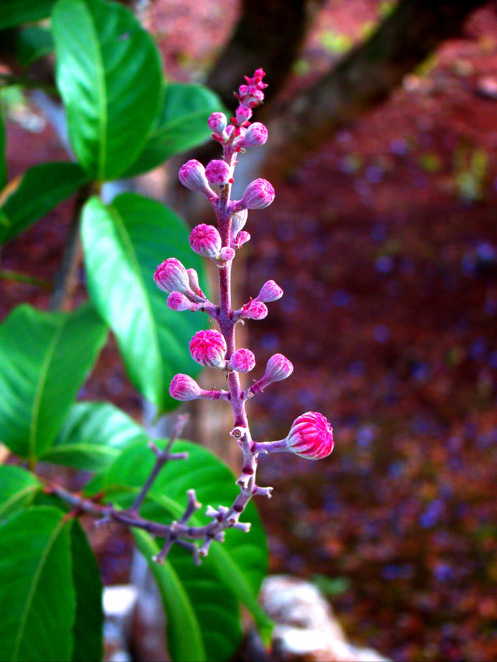Sony Cyber-shot DSC-H50 sample photo