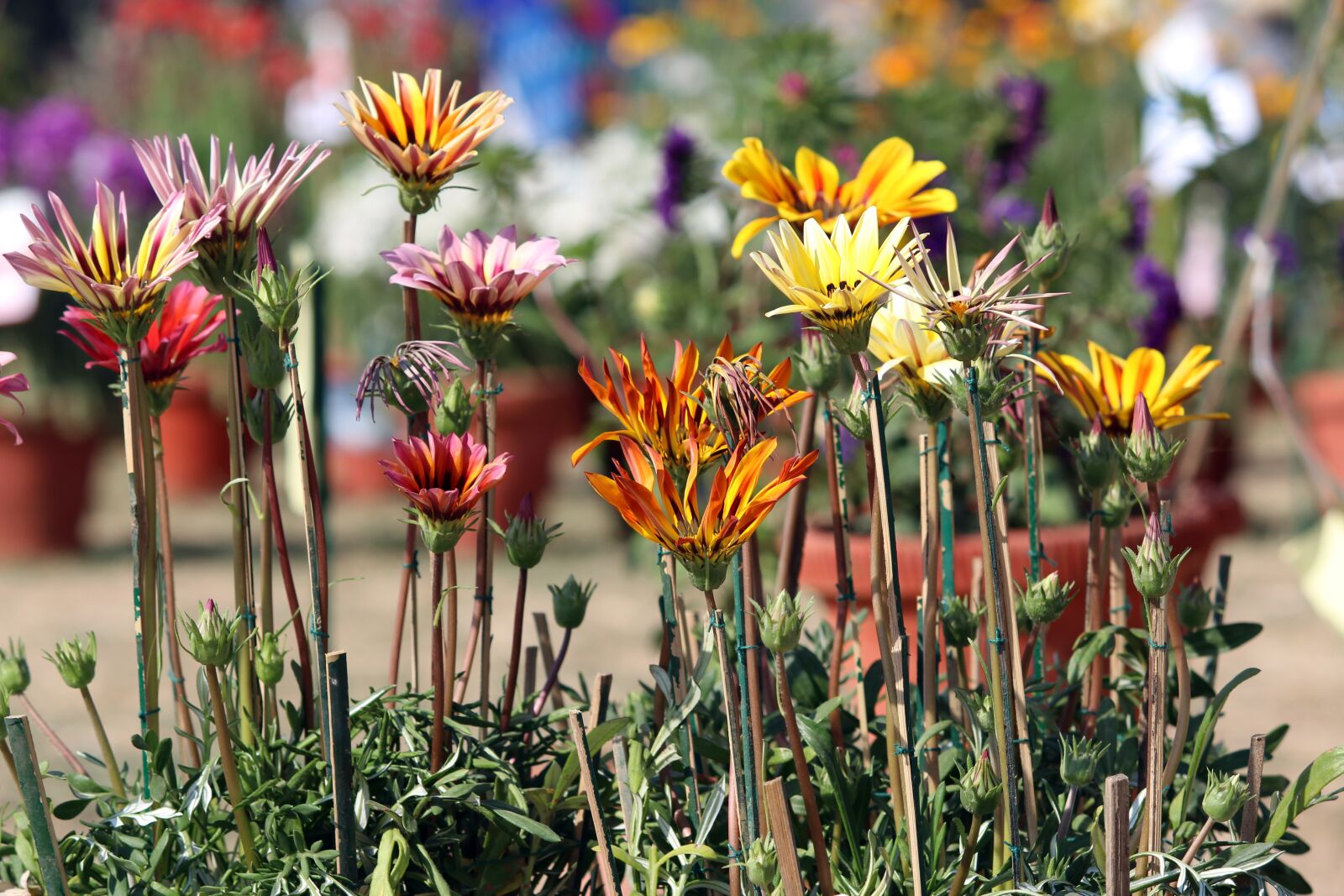 Canon EOS 700D (EOS Rebel T5i / EOS Kiss X7i) sample photo. Nature, beauty, flowers photography