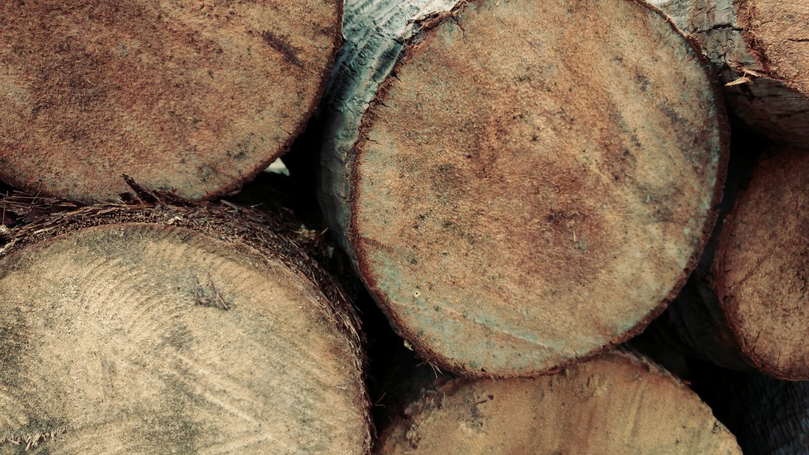 LG G5 sample photo. Log, firewood, timber photography