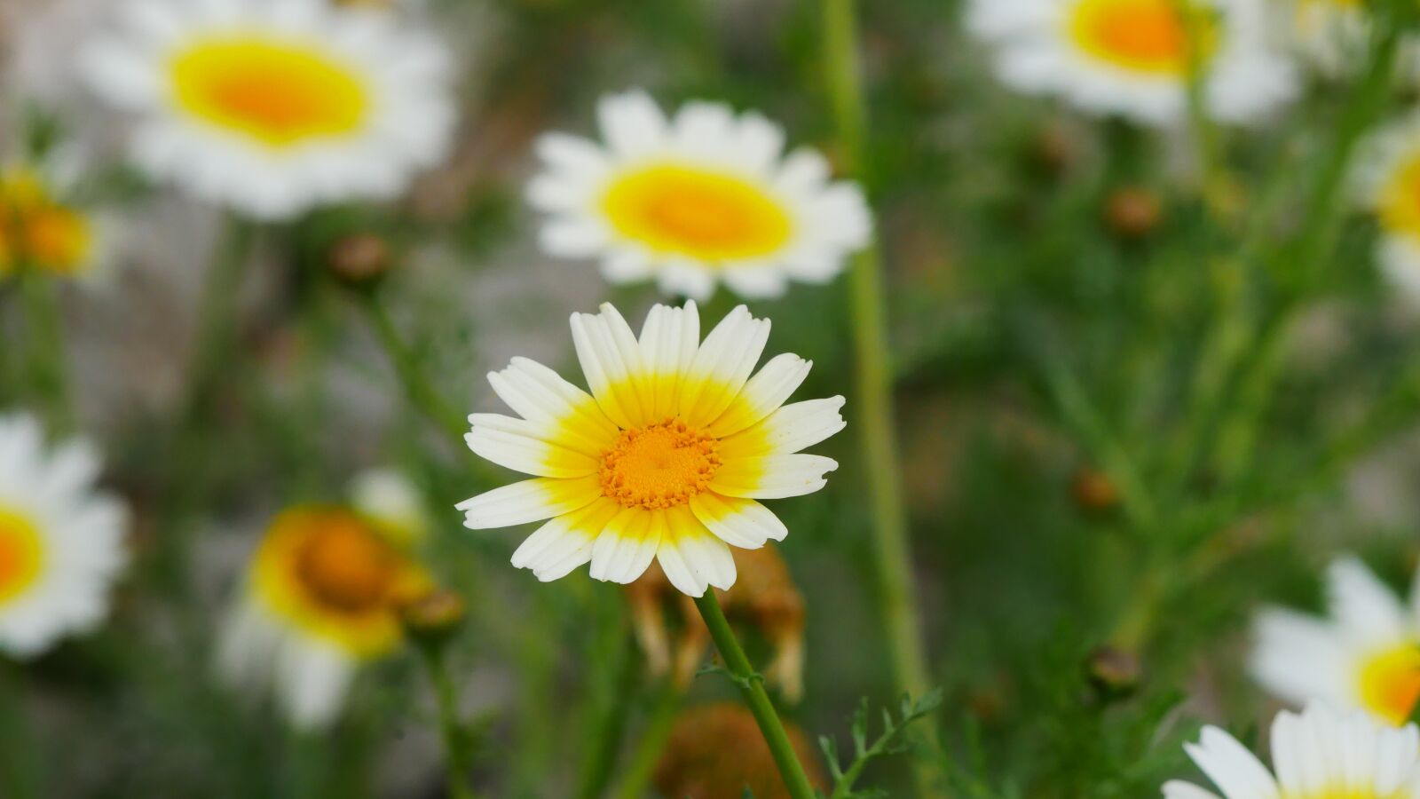 Panasonic Lumix DMC-GX85 (Lumix DMC-GX80 / Lumix DMC-GX7 Mark II) sample photo. Flowers, bee, meadow photography