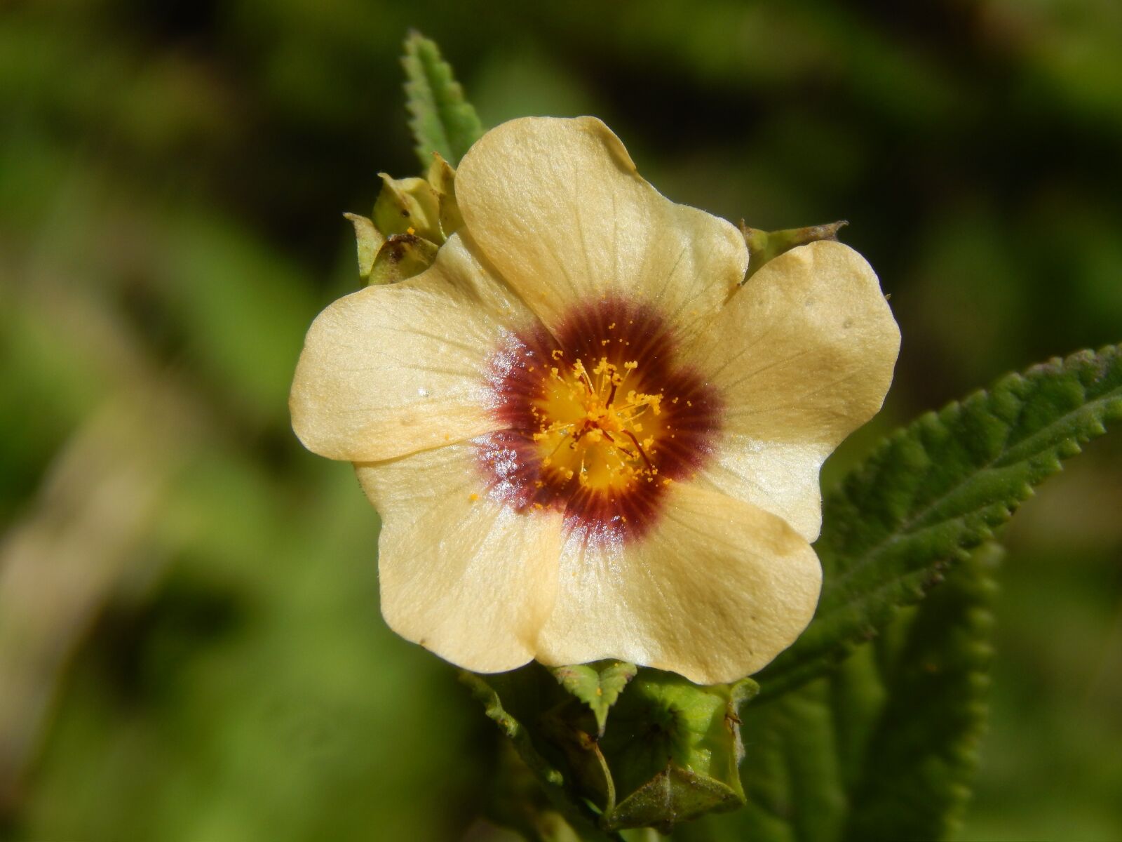 Nikon Coolpix L820 sample photo. Flower, yellow flower, wild photography