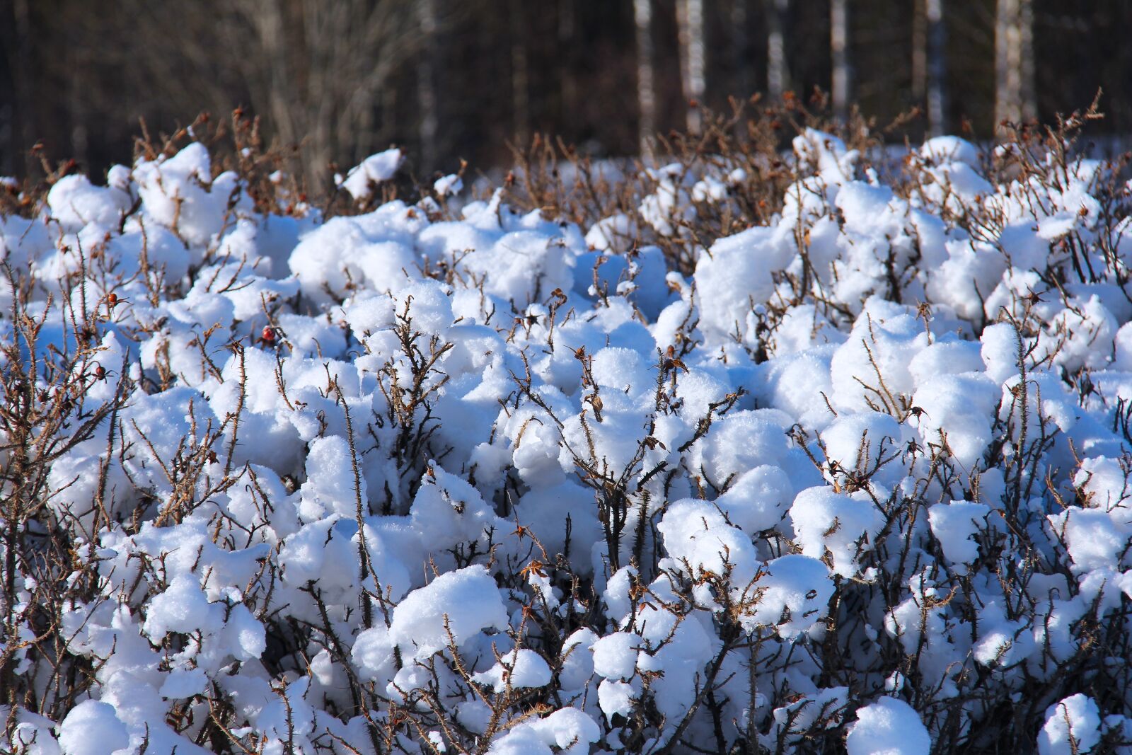 Canon EF-S 18-200mm F3.5-5.6 IS sample photo. Snow, winter, cold photography