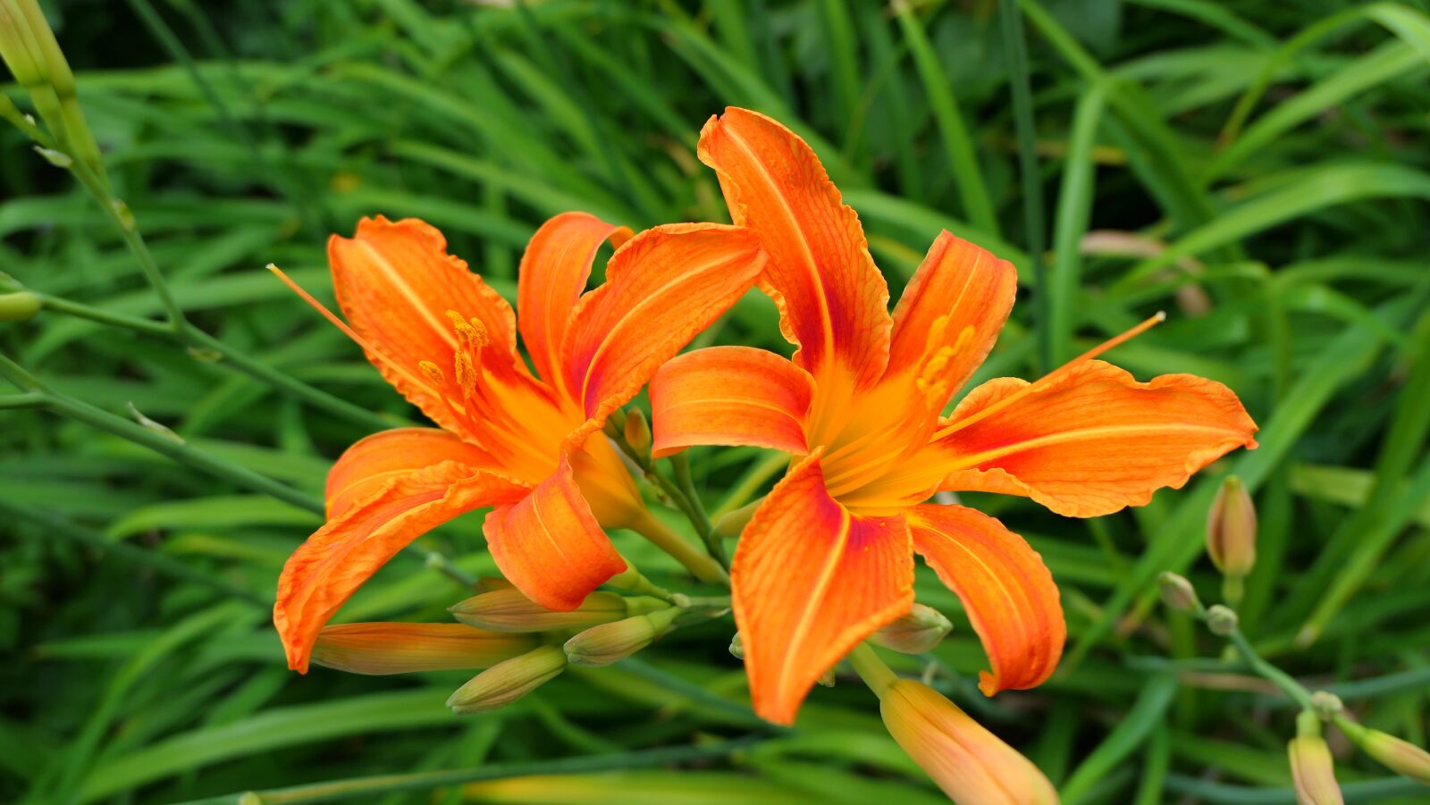 Panasonic Lumix DMC-LX10 (Lumix DMC-LX15) sample photo. Day lilies, flowers, summer photography