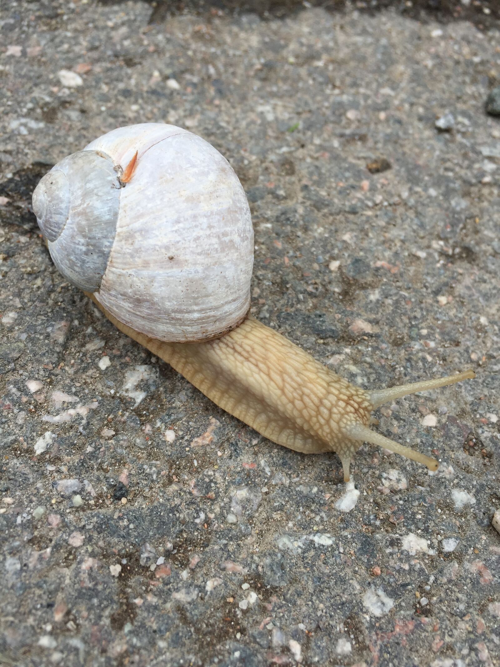 Apple iPhone 6 sample photo. Slug, house, slow photography