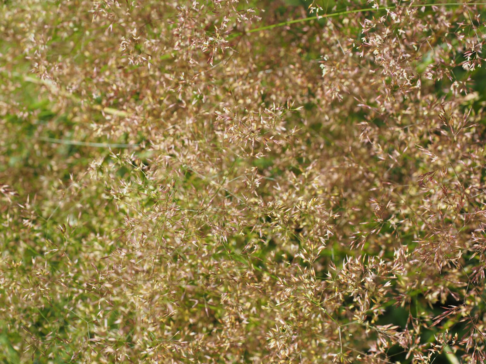 Olympus OM-D E-M1 + Olympus M.Zuiko Digital ED 12-40mm F2.8 Pro sample photo. Red bent grass, inflorescences photography