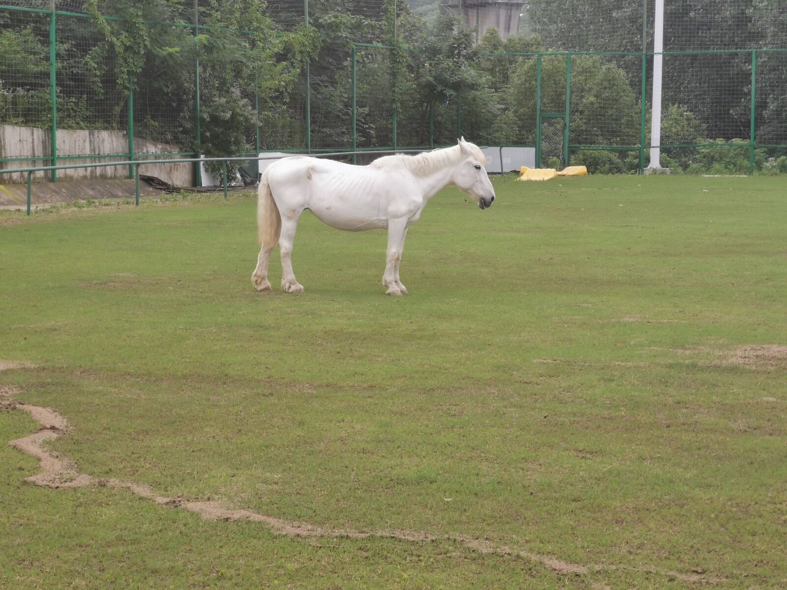 HUAWEI P30 sample photo. White horse, cute, nature photography
