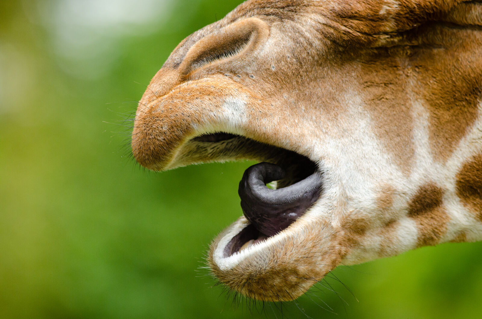 Nikon D7000 + Sigma APO Tele Macro 300mm F4 sample photo