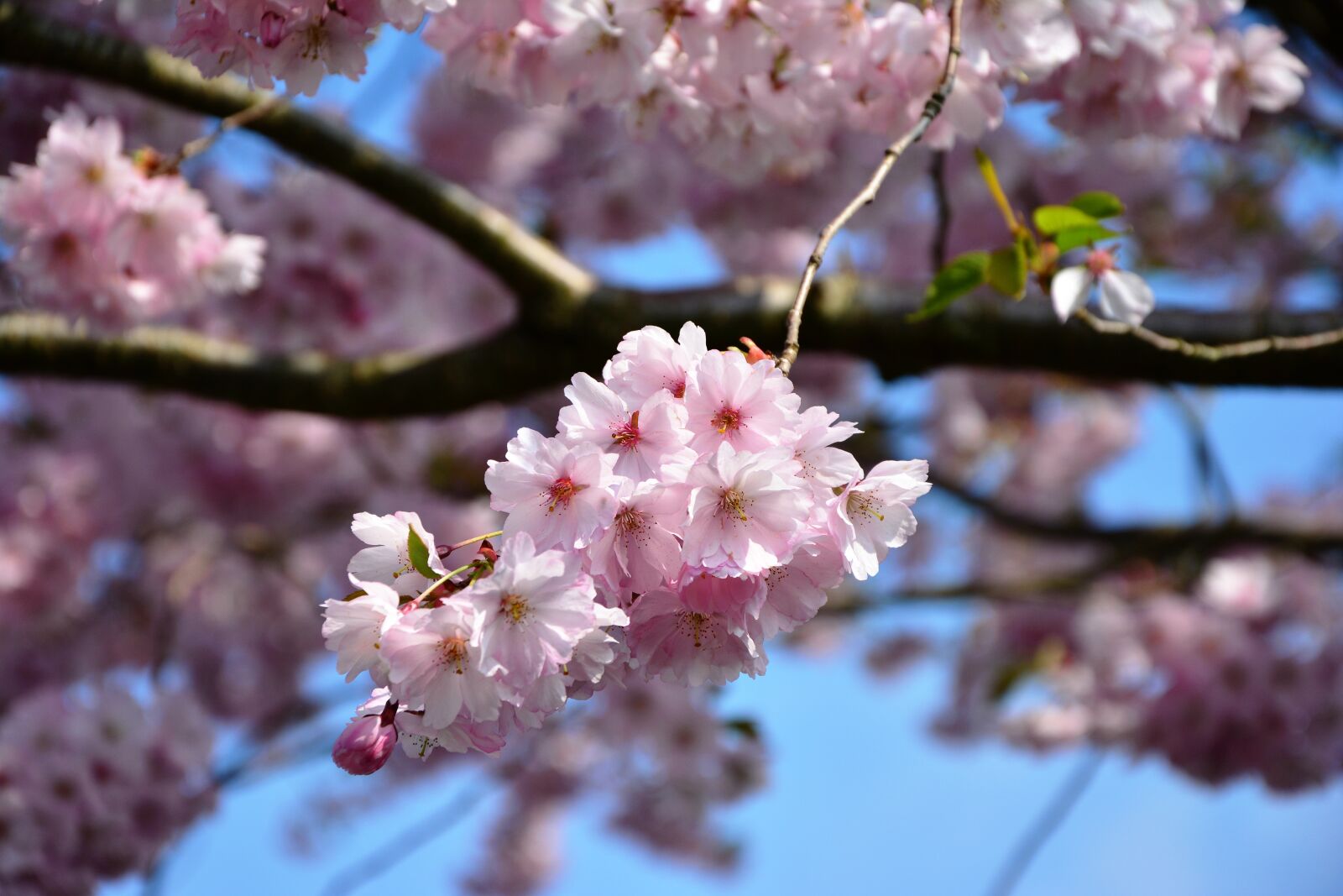 Nikon D5200 sample photo. Cherry blossoms, japanese cherry photography