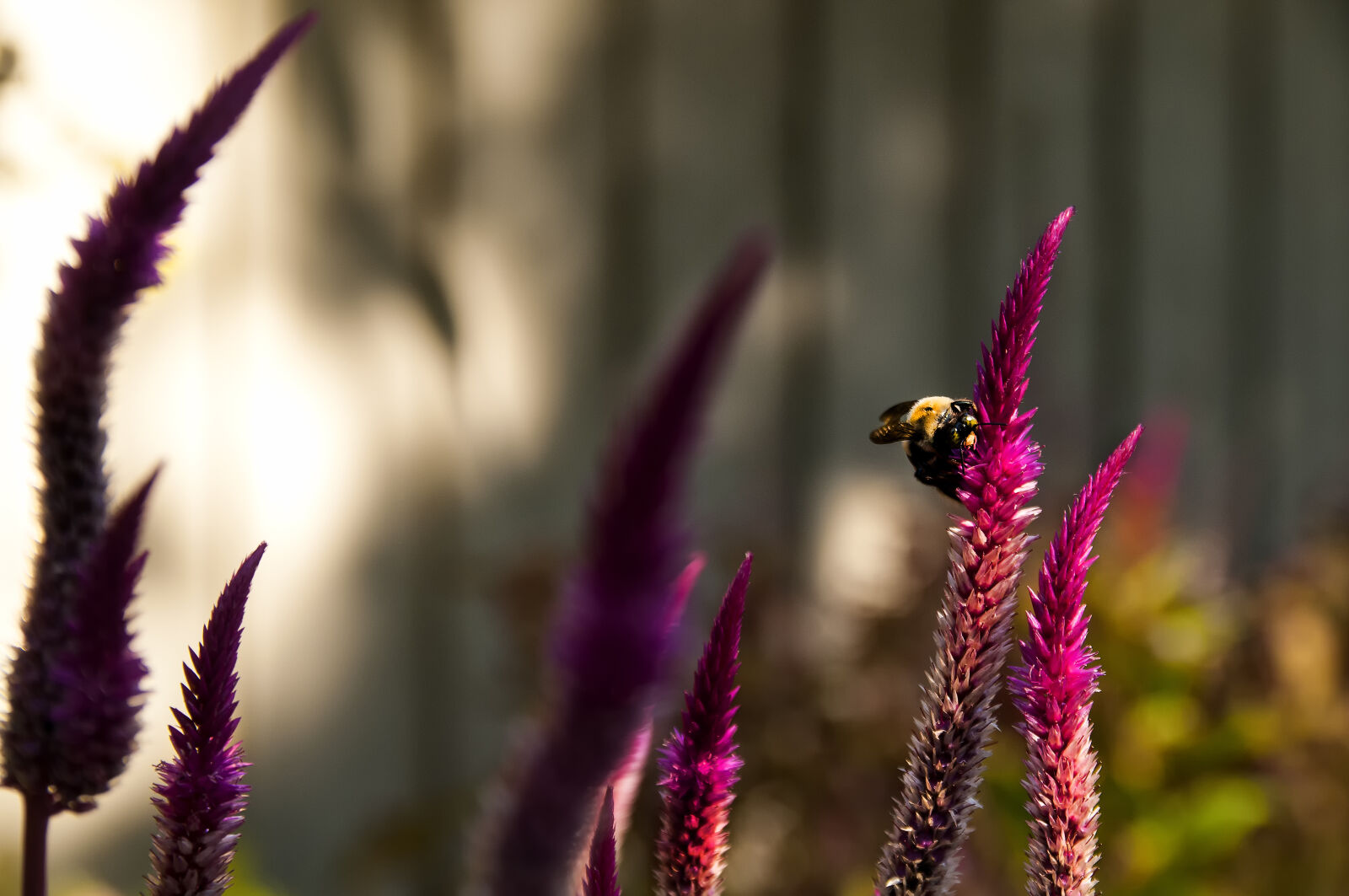 Nikon D300 + Sigma 18-50mm F2.8 EX DC Macro sample photo. Bees, fall, great, smokey photography