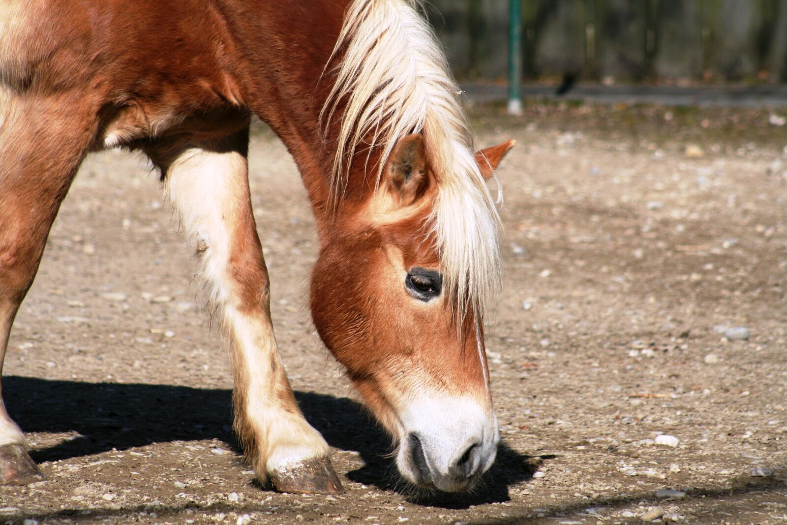 Canon EOS 350D (EOS Digital Rebel XT / EOS Kiss Digital N) sample photo. Horse, animal, nature photography