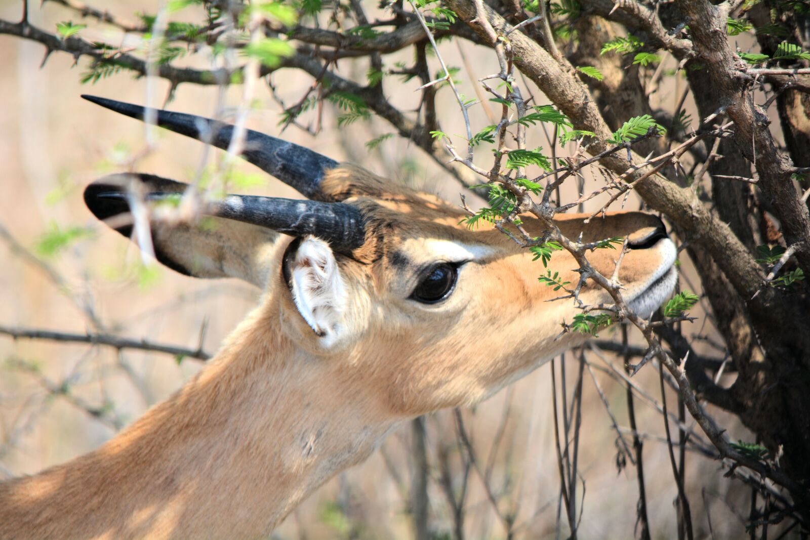 Nikon D5200 sample photo. Reedbuck, kruger park, south photography