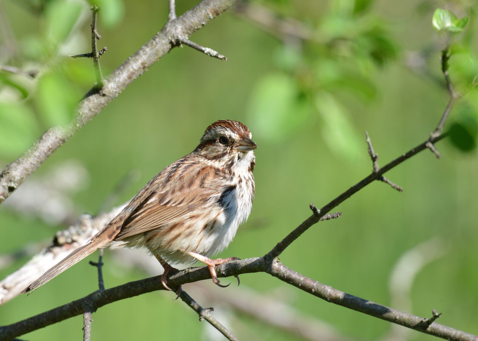 Nikon D800 sample photo. Song sparrow, massachusetts, spring photography