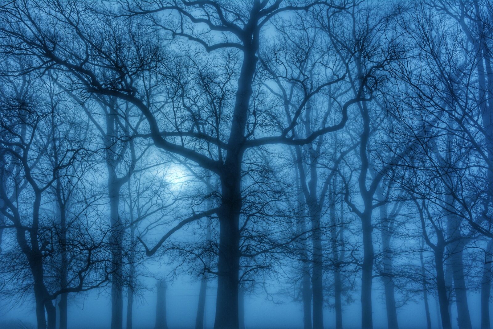 Nikon D7100 sample photo. Fog, trees, march photography